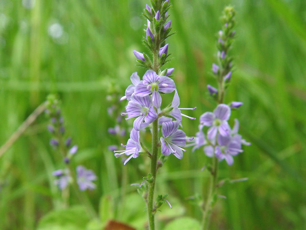 Veronica officinalis (common speedwell): Go Botany