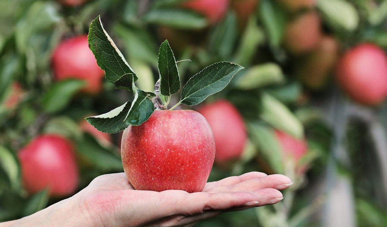 Starting a Home Orchard: An Easy, Small-Scale Guide for Southeastern  Massachusetts - Redwood Nursery & Garden Center
