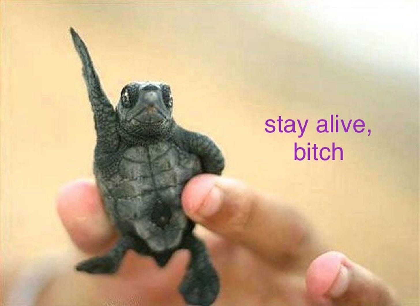 A picture of a tiny turtle or tortoise being held up between two human fingers. The animal holds up one of its front limbs, as if waving. The text added to the image says "Stay alive, bitch"