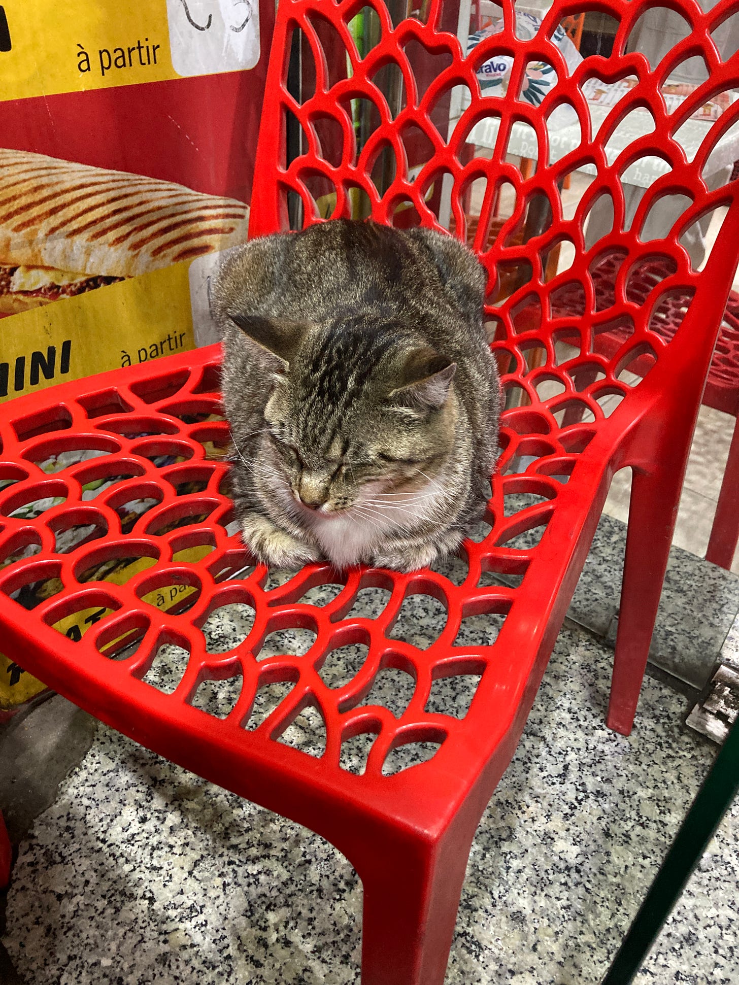 A gray tabby on a red plastic chair. 