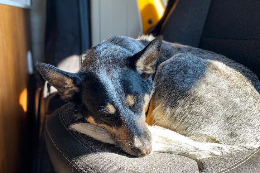 Scout the blue heeler curls up to nap on the front cab seat of our converted camper van