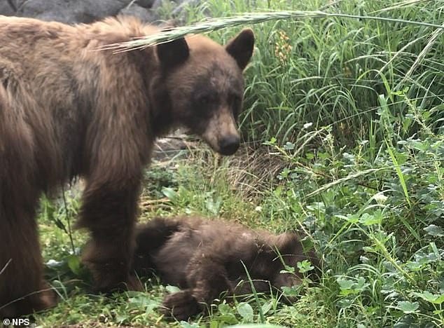 Park ranger shares heartbreaking photo of mother bear standing over her dead  cub at Yosemite | Daily Mail Online