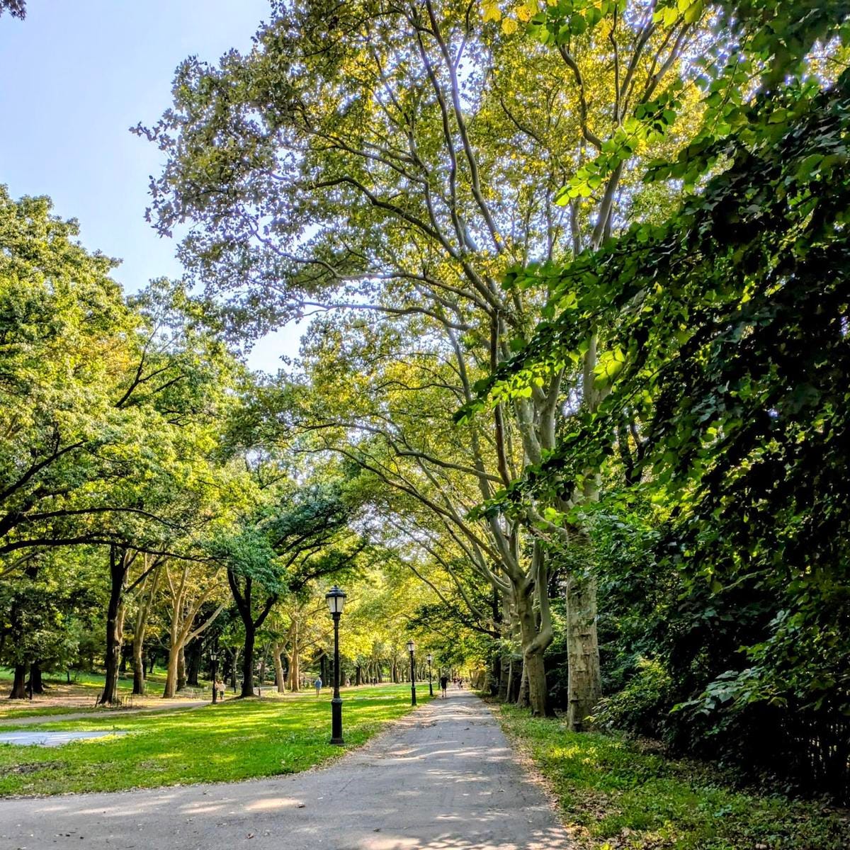 Bright daylight, walkway in a park, leafy-green trees.