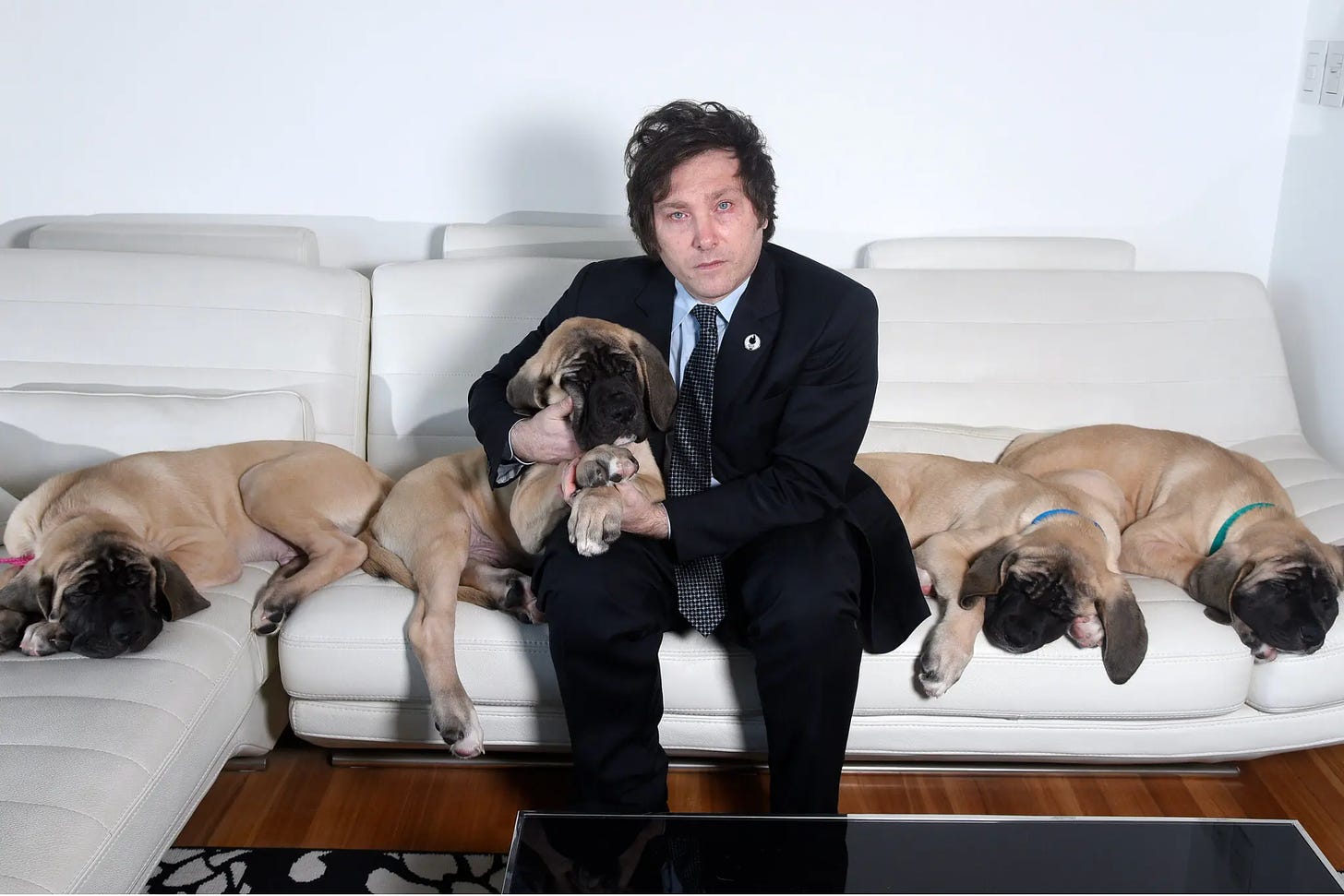Javier Milei sits in the center of a white leather couch surrounded by 4 tan puppies, probably 6 or so months old. He is looking at the camera holding one of them and he is pale and his eyes seem kind of bloodshot. It's creepy.