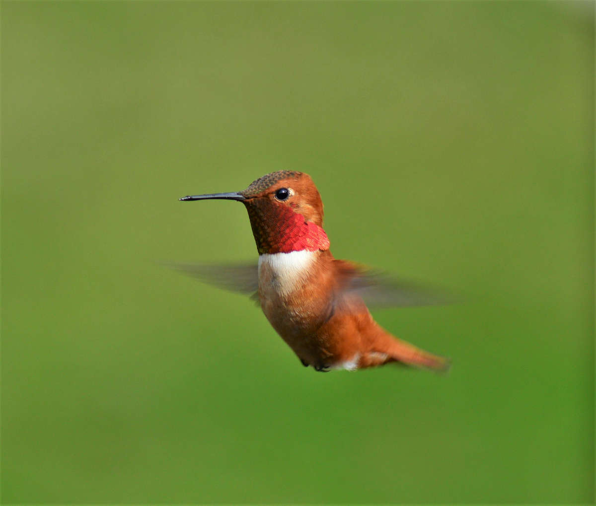 un colibrí de color rojo y marrón parece estar suspendido en el aire mientras bate sus alas a toda velocidad