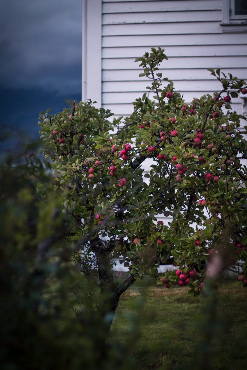 Summer-in-Norway-Rømmegrøt 08.jpg