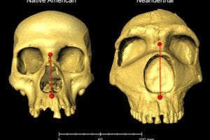 Modern human and Neanderthal skulls, showing difference in nasal height. Courtesy of Dr, Kaustubh Adhikari, UCL.