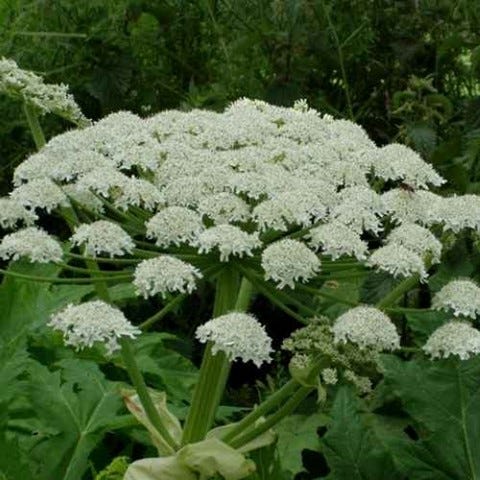Giant Hogweed – Profile and Resources | Invasive Species Centre