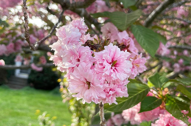 Kanzan cherry, Sixburnersue