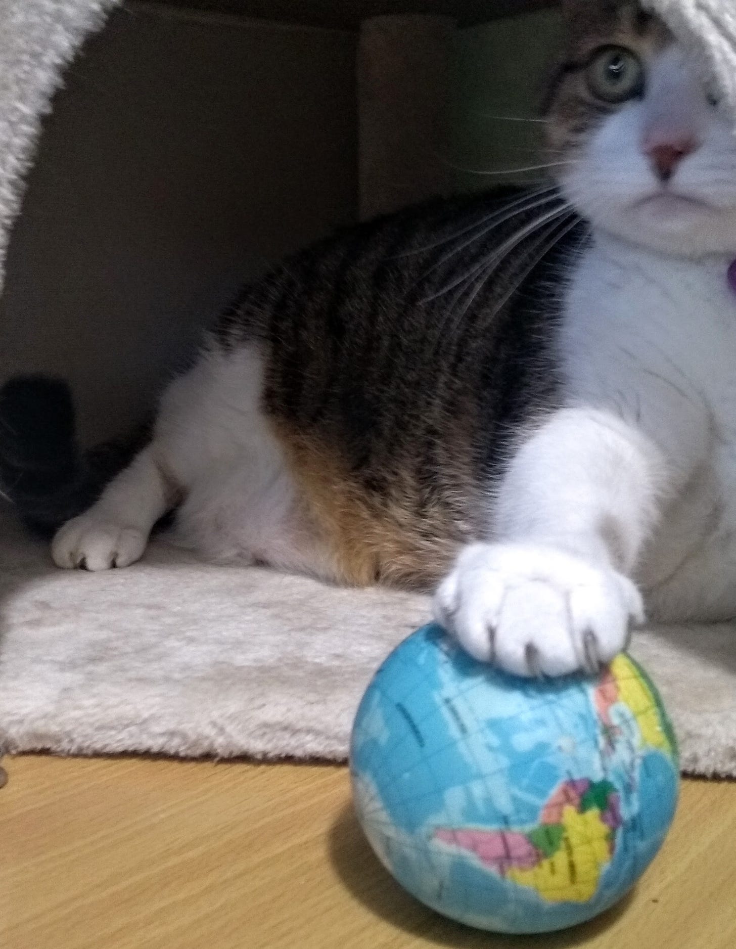 Cat pawing toy globe