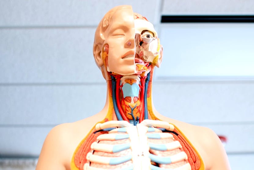 human anatomy figure below white wooden ceiling