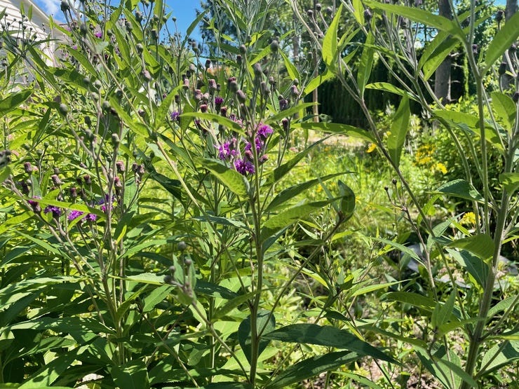 A mighty forest of Missouri ironweed