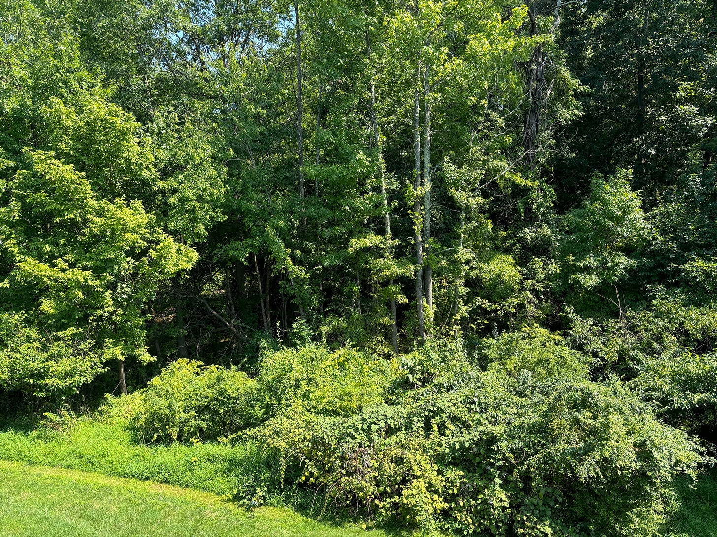 The woods that hide the creek behind my house