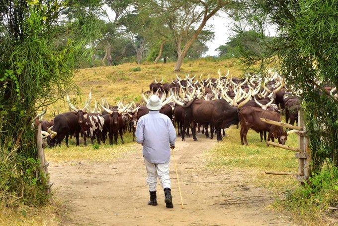 Ugandan President Yoweri Museveni tends his ancestral herd of cattle at his rural home in Kisozi, Gomba DistrictT.