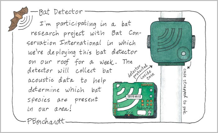 Bat Detector (pen, watercolor & colored pencil)