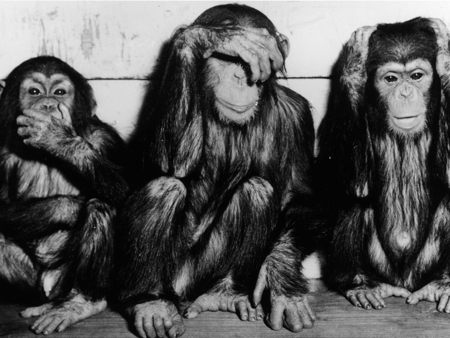 The Case Of The 3 Monkeys Is Tearing Twitter In Two | New Hampshire Public Radio