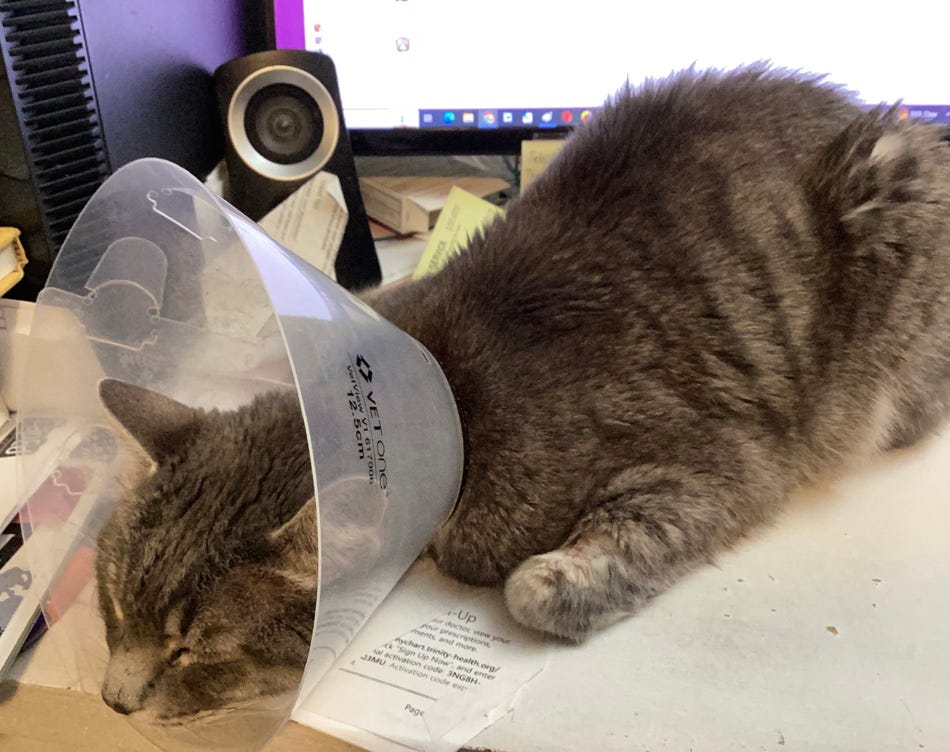 photo of my grey tabby cat Thornton sleeping on my desk, his head in a plastic protective collar