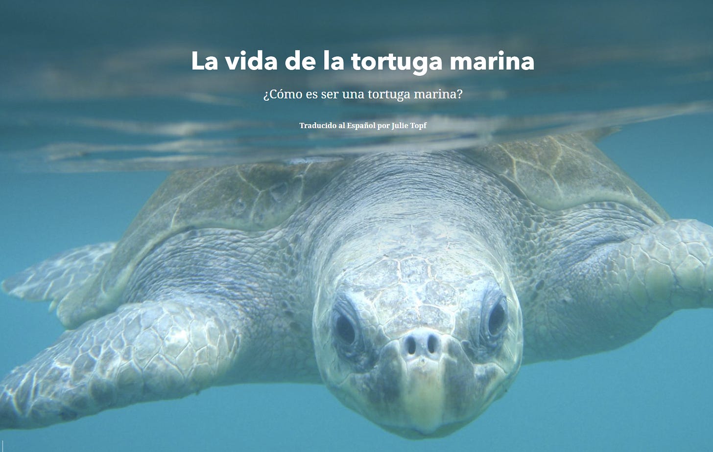 Screenshot of sea turtle website