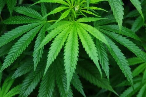 Cannabis Sativa Plant Free Stock Photo - Public Domain Pictures