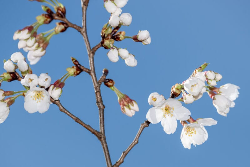 Photo of Washington DC Cherry Blossoms.