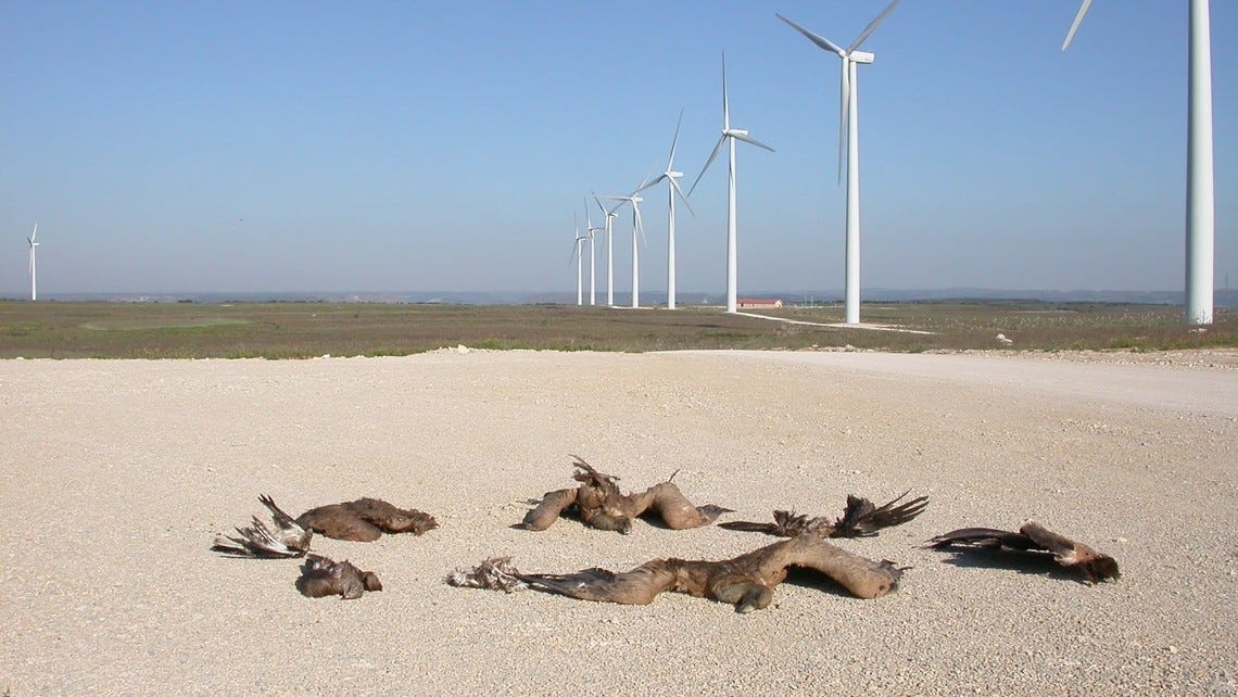 Windfarms kill 10-20 times more than previously thought | Windmills Kill