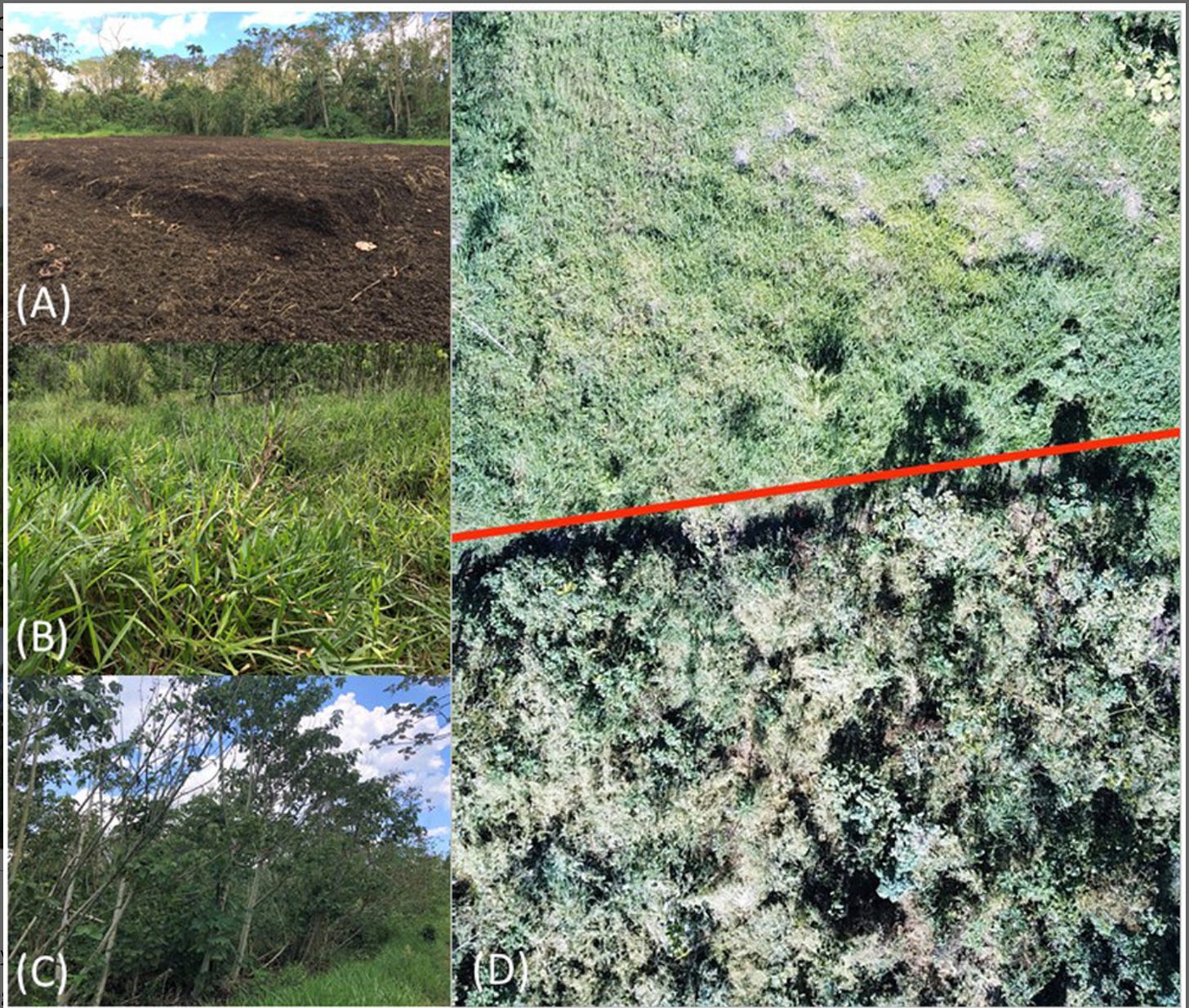 A collage showing the growth of a deforested plot of land in Costa Rica over two years. Picture A shows just a dirt patch. Picture B show grassy ground cover. Picture C shows overhead tree growth. And picture D is an overhead photo comparing the new forest to untreated adjacent land.