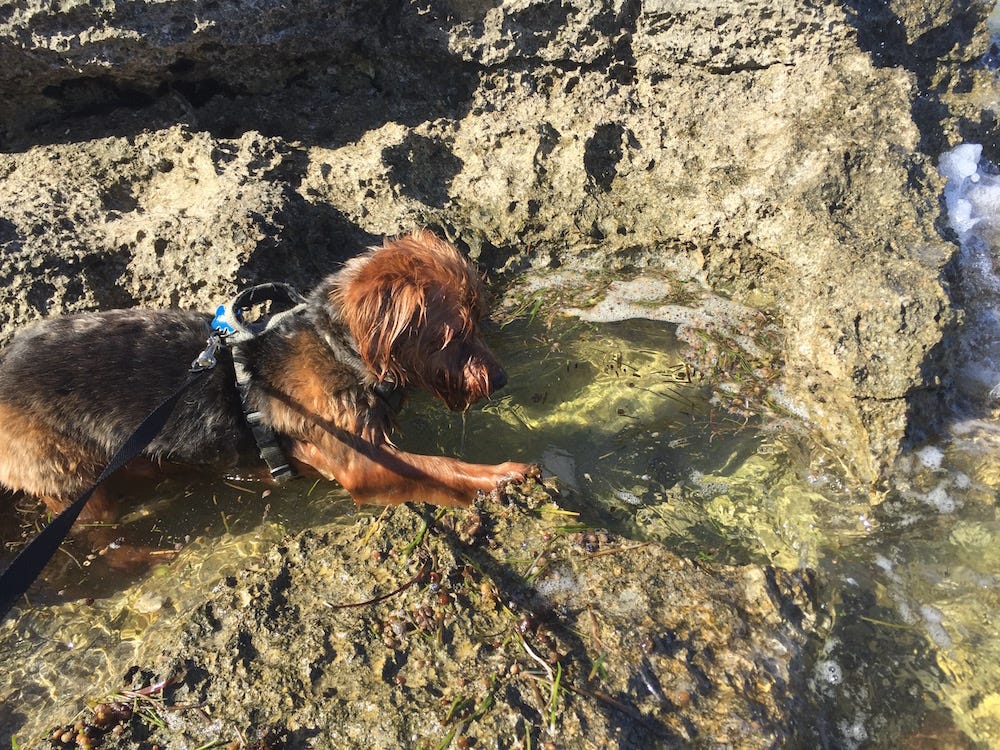 tidepools