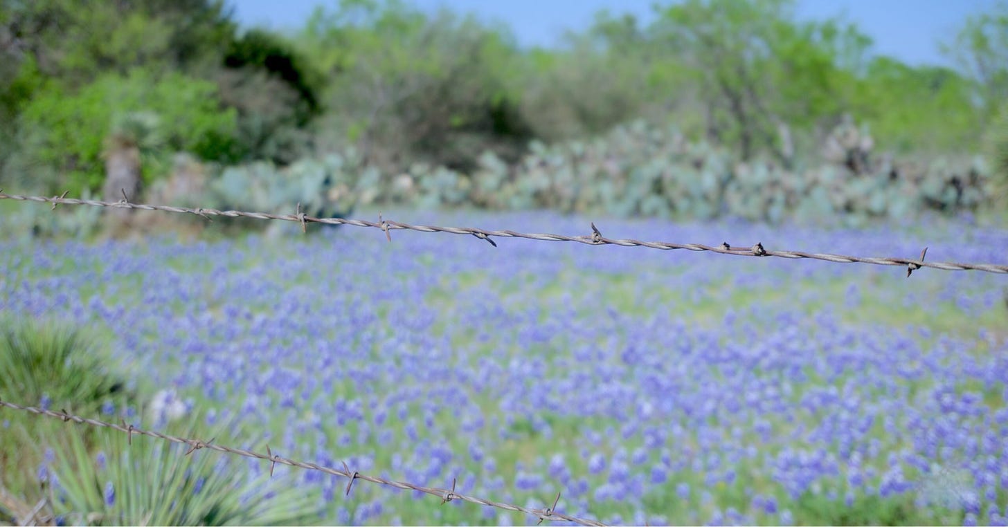 Field of bluebonnets with wire fence in Texas by Mary Tase