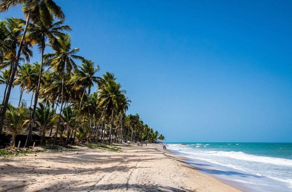 White sand beach lined with palm trees.