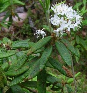 Labrador Tea