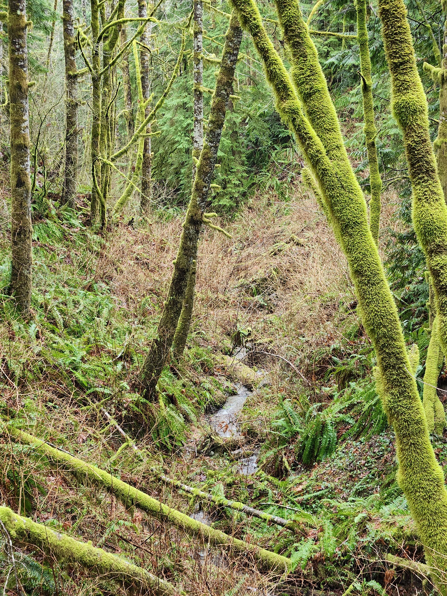small creek, mossy trees leaning over, ferns alongside with other brush