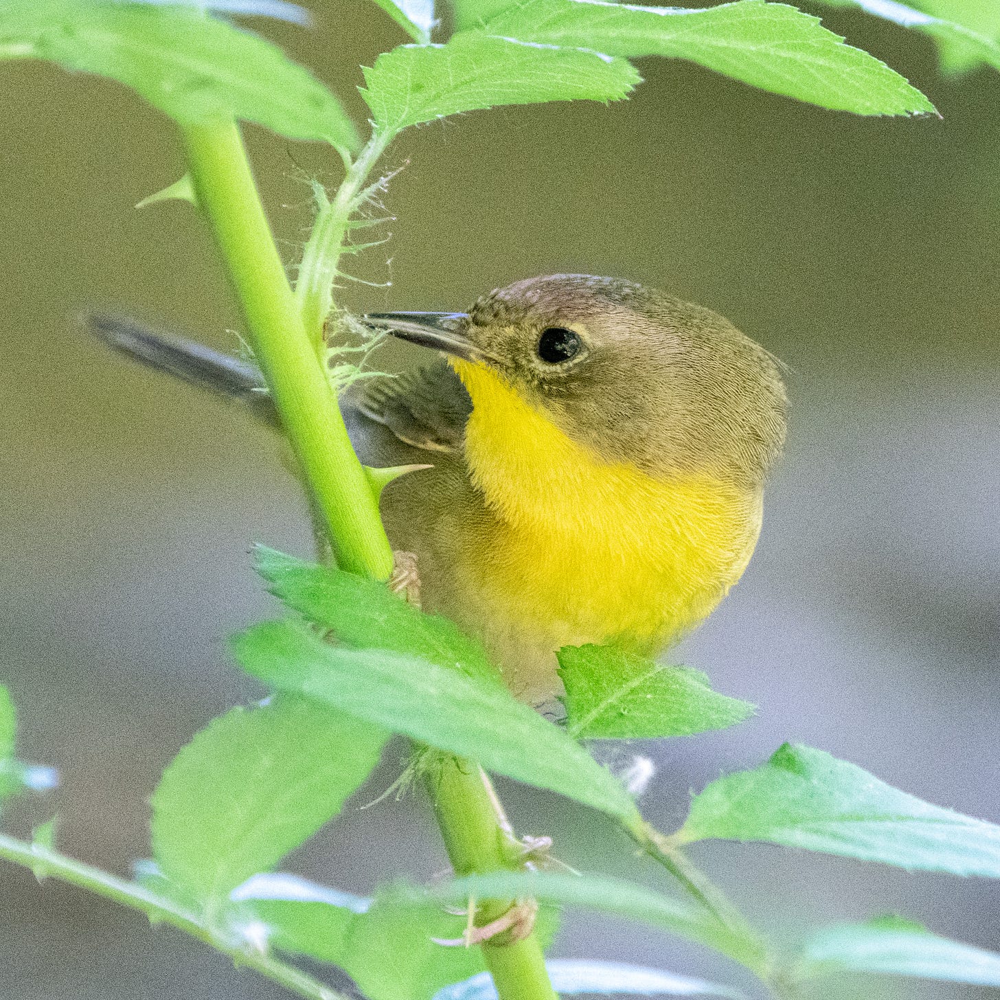 A female common yellowthroat, head curled back over her shoulder