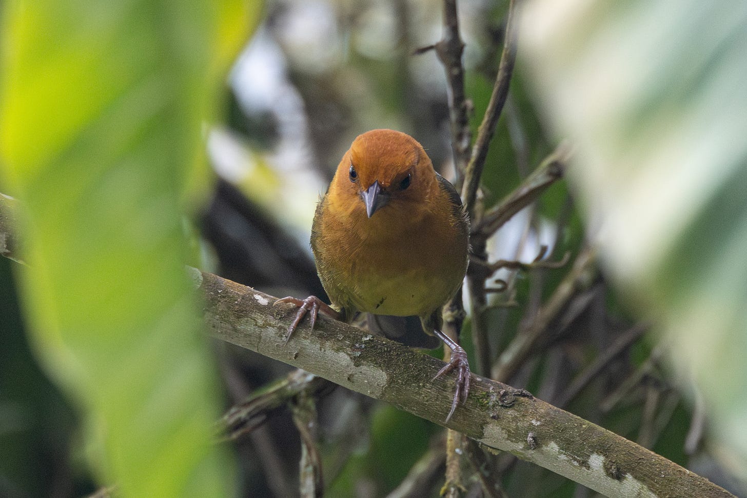 an orange sparrow with big pink feet perched in a tree looking at the camera