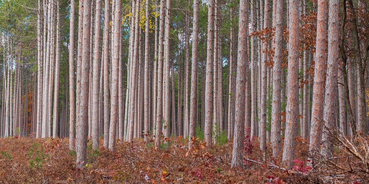 young pine plantation
