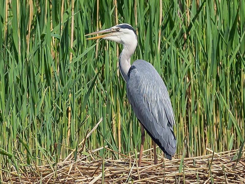 File:Ardea cinerea EM1A2714 (27349354381).jpg