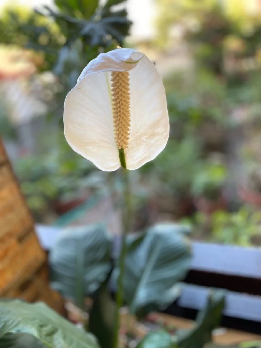 A beautiful white flower