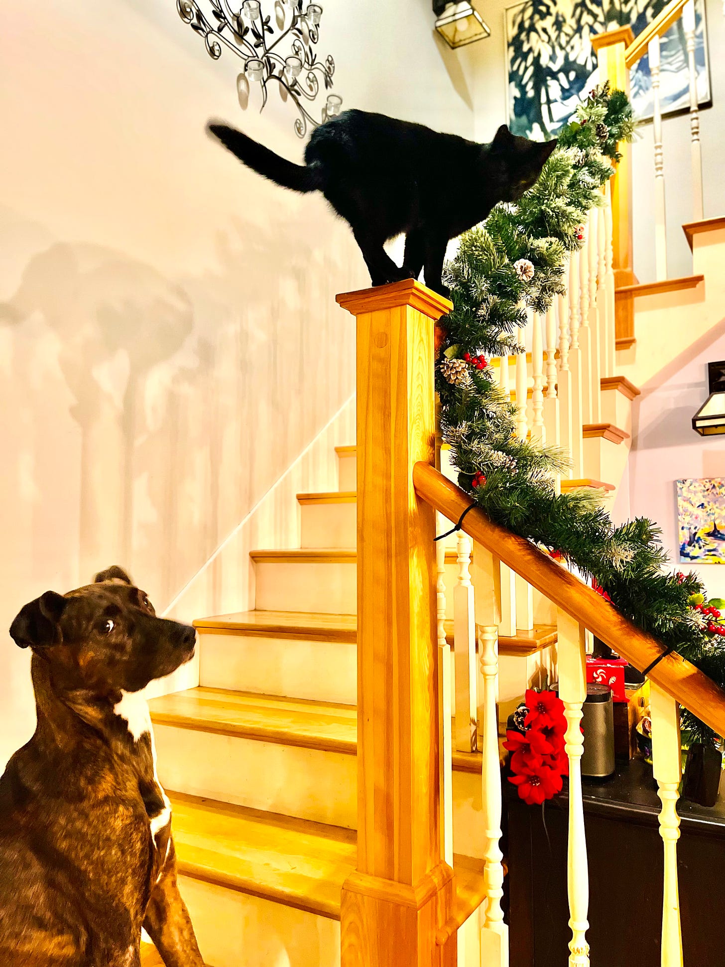 dog throwing shade at cat on bannister