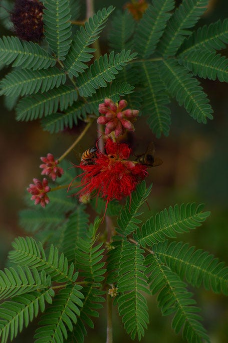 calliandra californica baja red