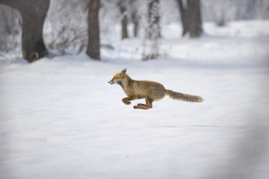 A fox runs across a snowy field.