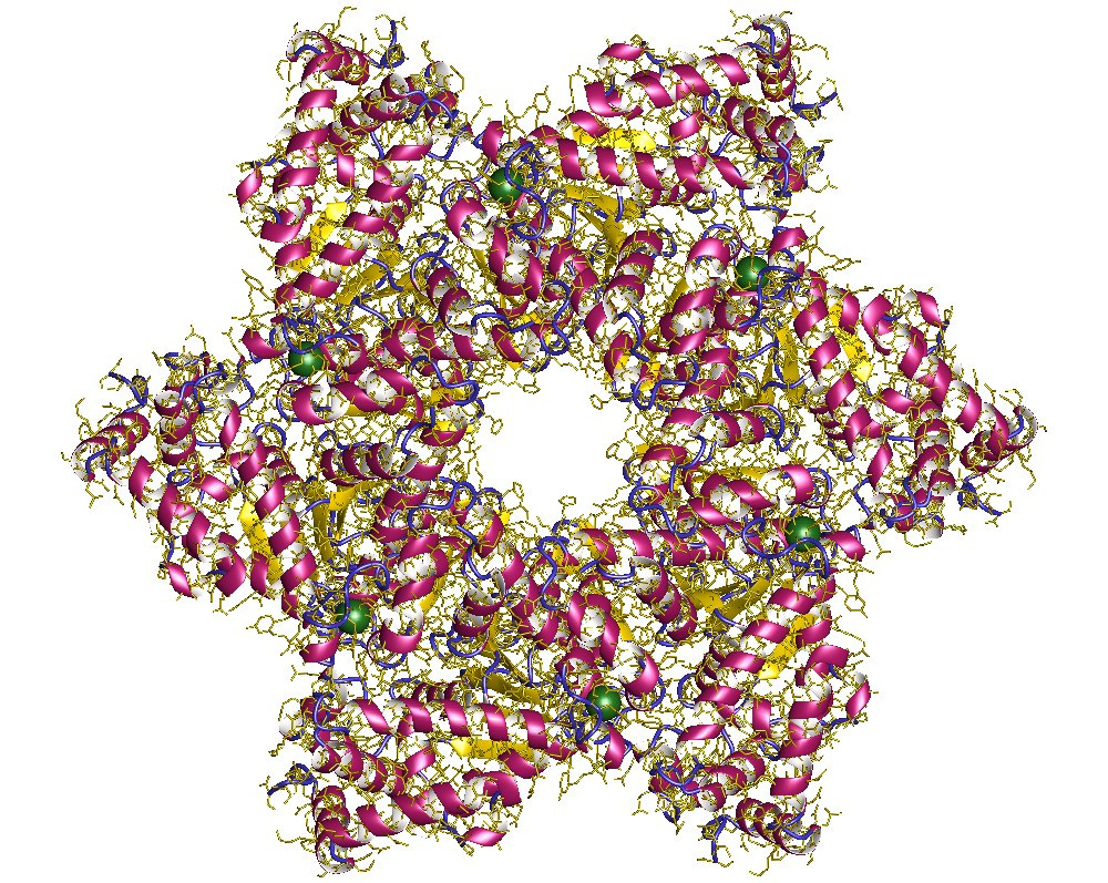 SV40 large T antigen - Wikipedia