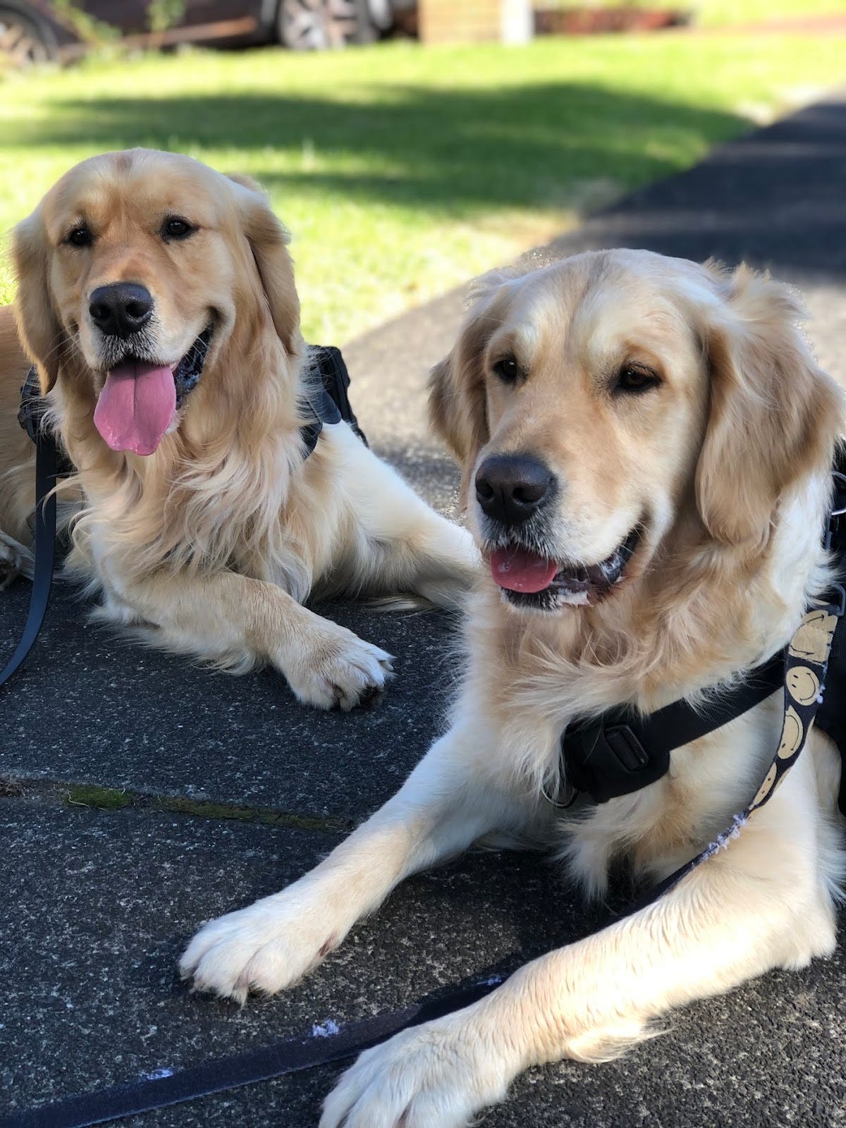 Photo of two adorable golden retrievers Archie and Cleo sitting on a footpath