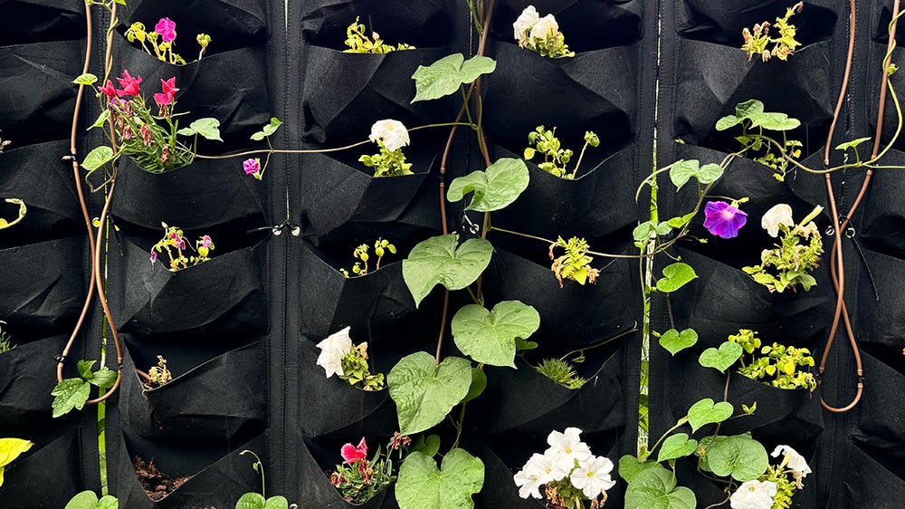 A wall of black felt pockets creating a vertical garden, with green vines and colorful flowers growing.