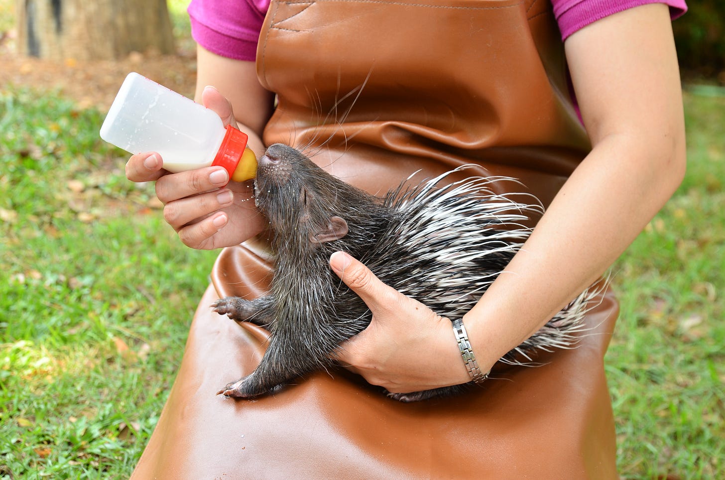 Person holding and bottle feeding a baby porcupine