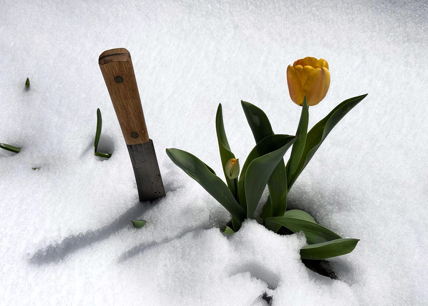 Photograph of a knife plunged into the ground beside a tulip in snow