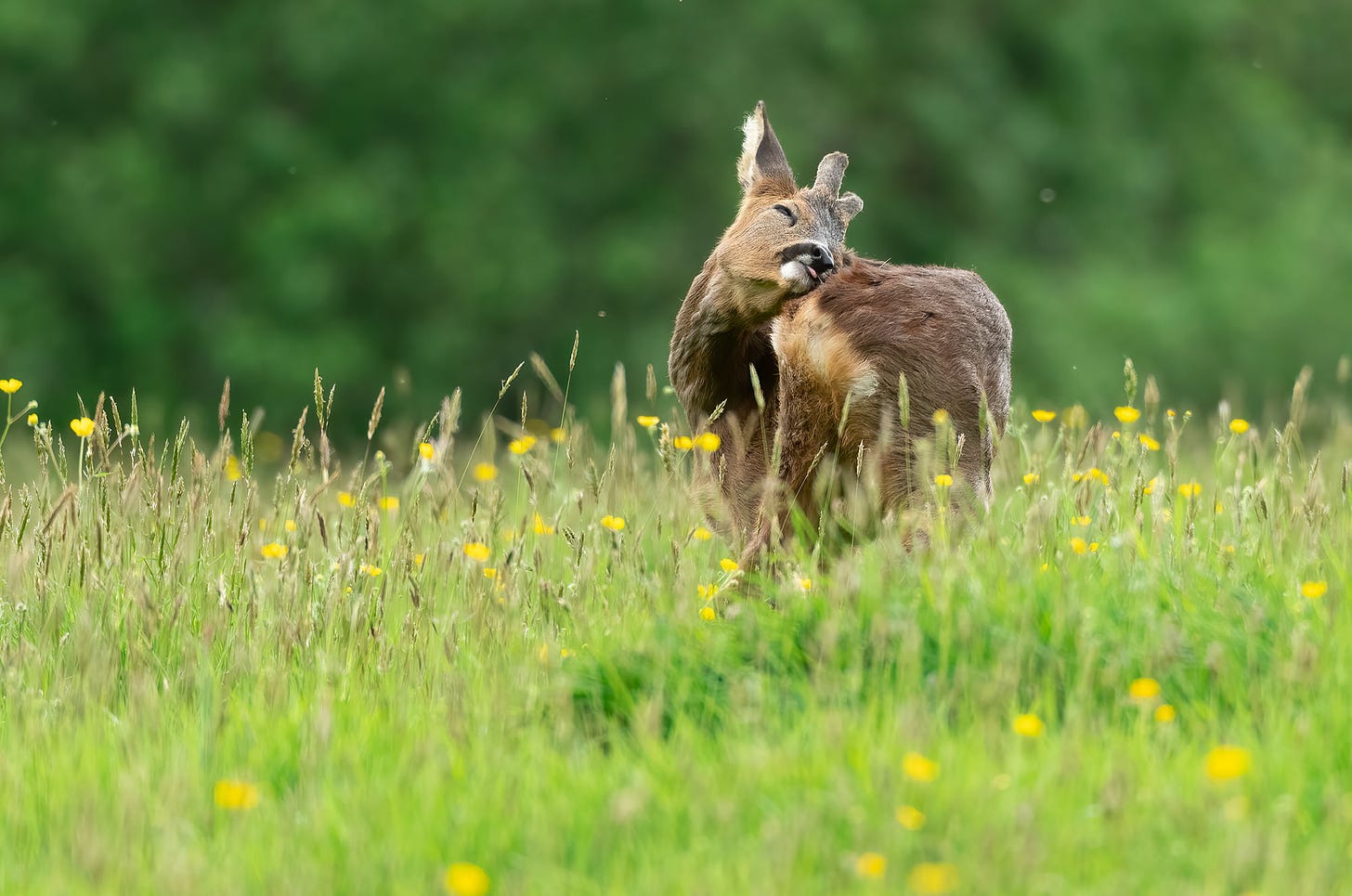 Photo of a young roe deer buck grooming itself with its eyes shut