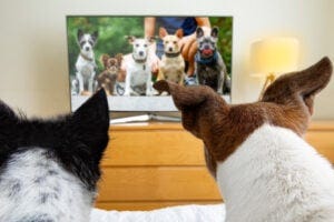 Two dogs watching a TV featuring more dogs onscreen