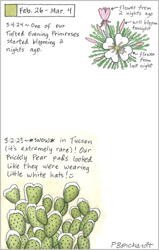Perpetual Journal, week of Feb. 26 - Mar. 4: Tufted Evening Primrose Blooming (2024); Snow on Prickly Pear Pads (2023)