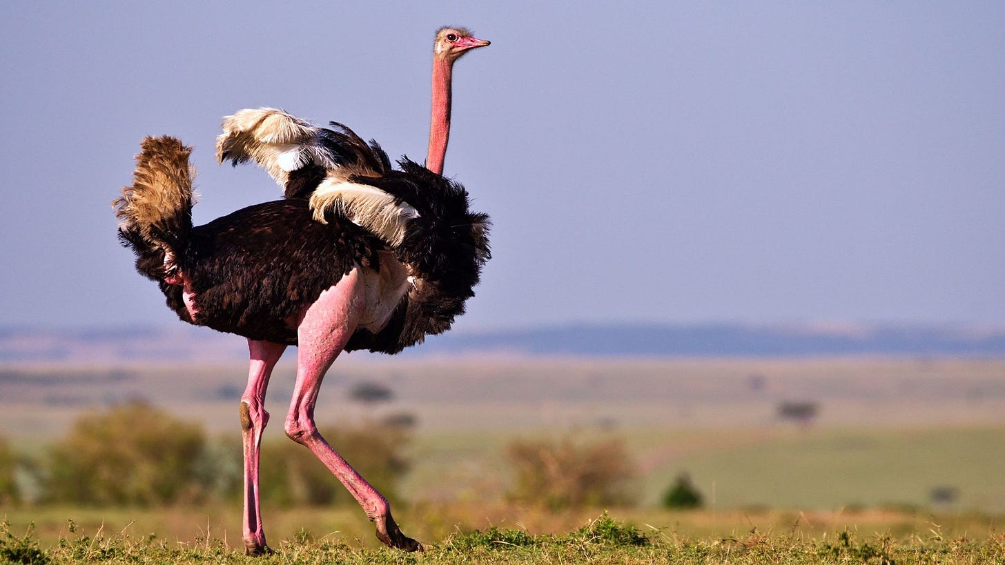 Ostrich Fact Sheet | Blog | Nature | PBS