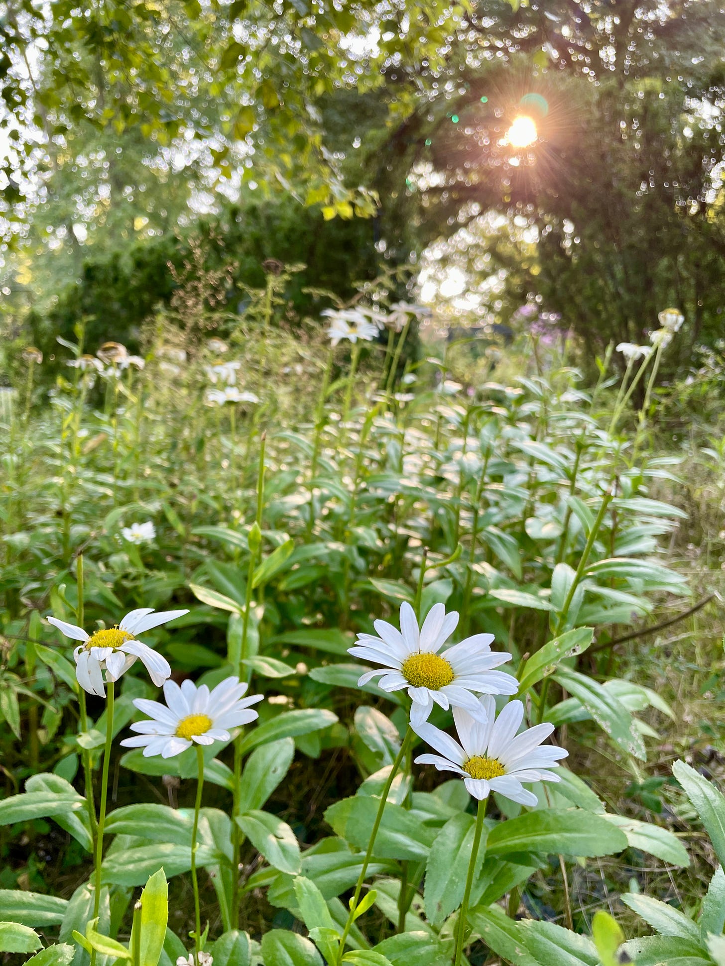 Shasta daisies in the evening sun coming through the yew arch that separates the Birch Walk from the Cottage Garden.