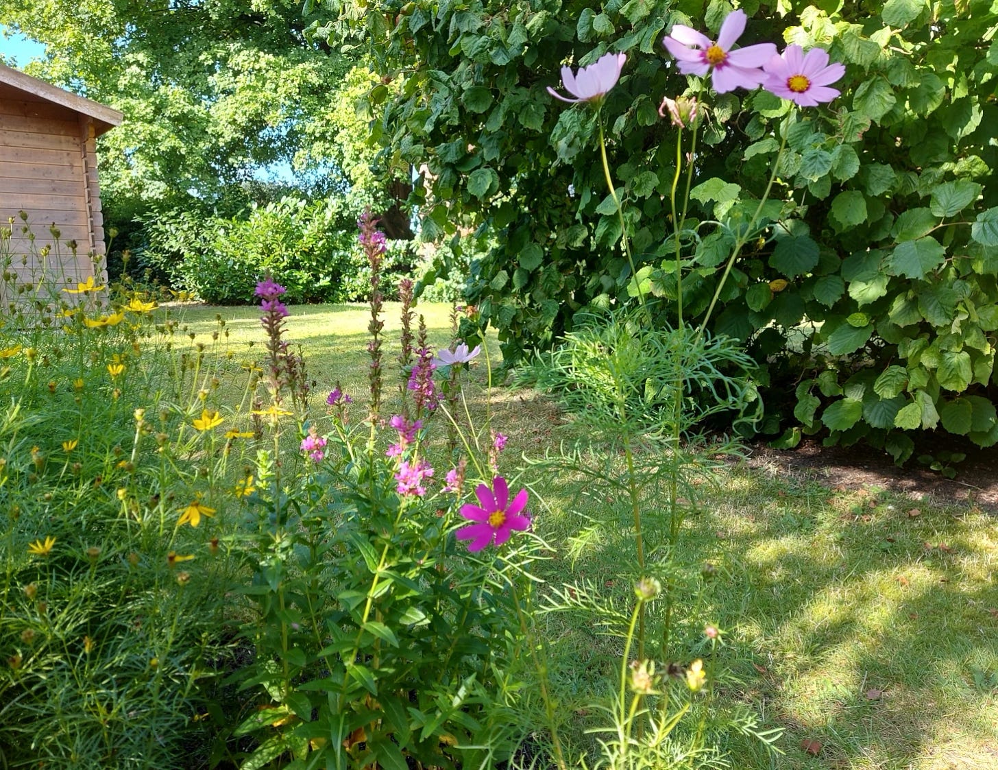 Garden in the summer, lots of green, flowers